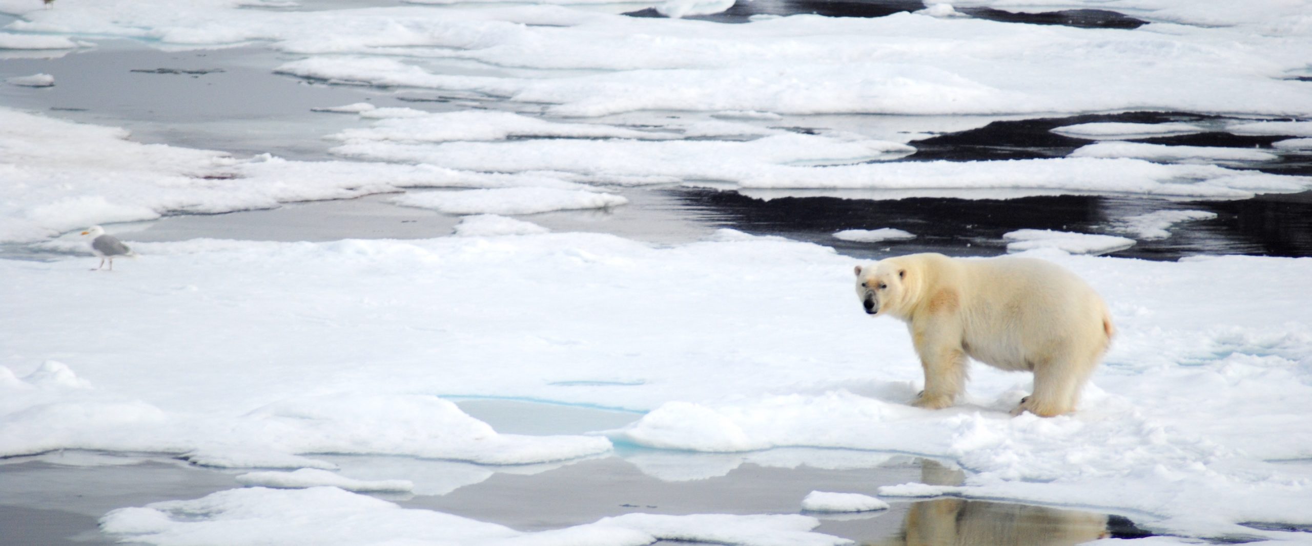 Wildlife In The Arctic - Swoop Arctic Blog